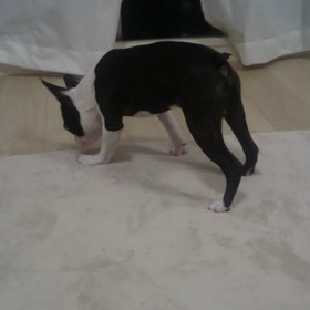 パンダくんの画像