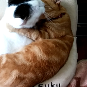 座椅子争奪戦の画像