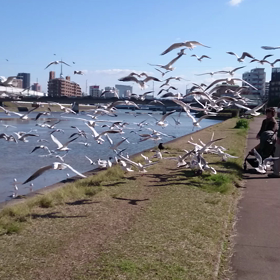 ◎必死なカモメとすずめたちの画像