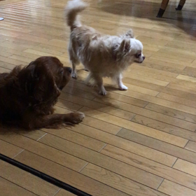 今宵の主役もやっぱり…の画像