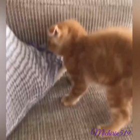 たおりゅうの画像