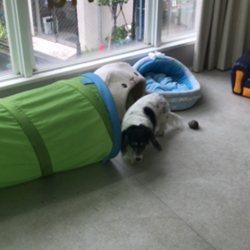 ♪プレイルーム動画♪①の画像