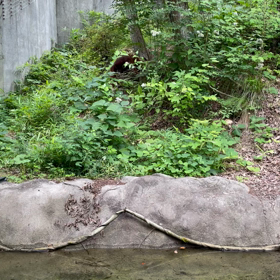 ウータンに会いに行ってきましたの画像