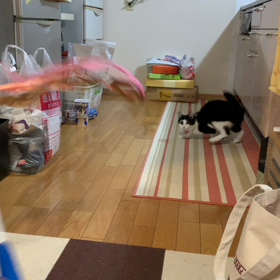 じゃらしなお時間ですの画像