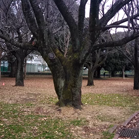 400mインターバル⑧の画像