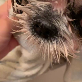 ガウガウお風呂の画像