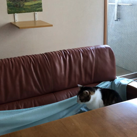 昨日、先生〜って道で呼ばれて…今日も元気デール！の画像