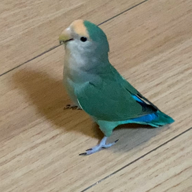 let's danceの画像