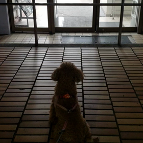 今日の散歩の画像