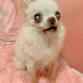 ！中止！の画像