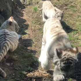 卒業祝い旅行@伊豆''アニマルキングダム''3の画像