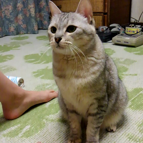 ニャンコ遊びの画像