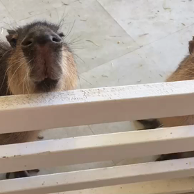 なでなでして見て下さい❤️の画像