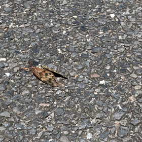 セミの一生の画像