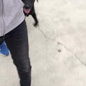 ラブラドールレトリバーのチョコくん進歩中！の画像