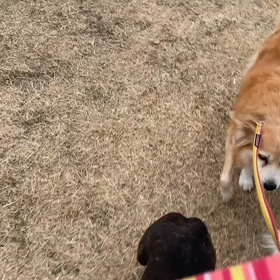 1月12日14わんこと2時間遠足　　代々木公園の画像