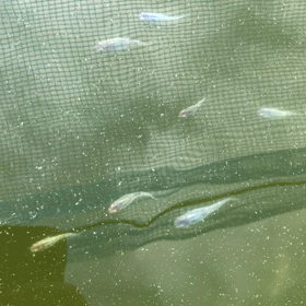 カブキと言えばの画像