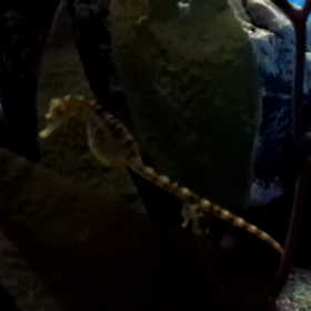 大洗水族館の動画置き場の画像