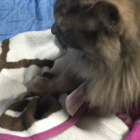 もみもみもみもみの画像