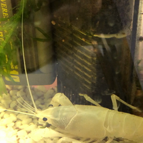 ザリガニさんの画像