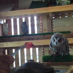 アフコノちゃんの画像