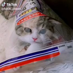 マンチカン　入っちゃった❤️の画像