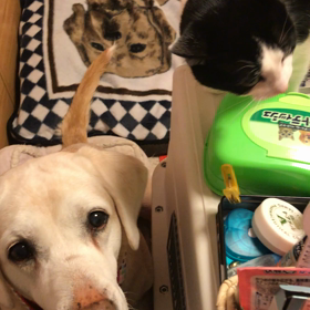 おやつの時間ってご飯の後だけどの画像