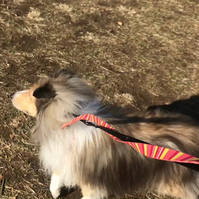 ♪お散歩動画♪代々木公園♪の画像