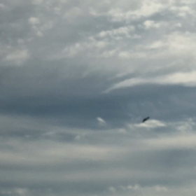 とんびが寄ってきたの画像