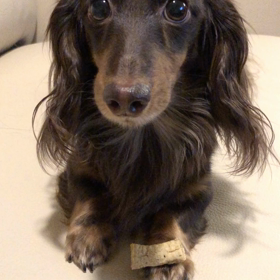 大きな長いもスティックだって…の画像