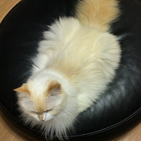 今日は黒の気分の画像