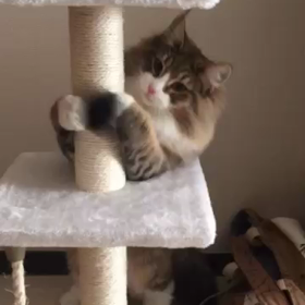 初日だけの画像