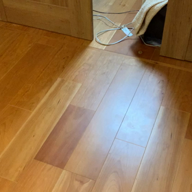 先住猫と新入りちゃんの画像