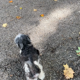 秋ですね！散歩の季節の画像