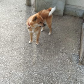 ▶4/20ボラトリの画像