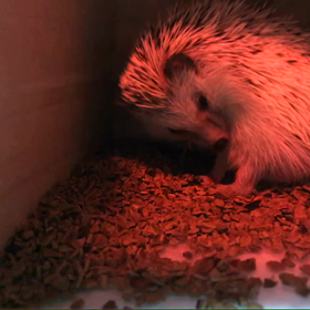 119日目  ツンツン晴栗さんの画像