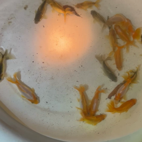 また調色の画像