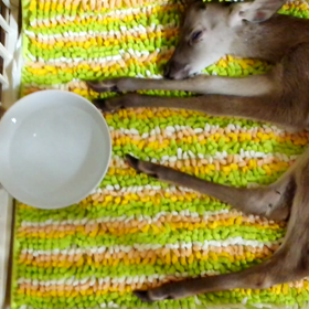 鹿の赤ちゃん保護の画像