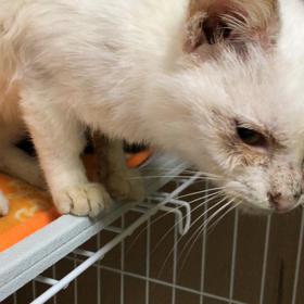 ロビン&ピーターの画像