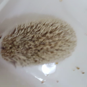 まるこゴシゴシの画像