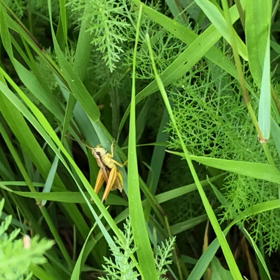 バッタ見つけましたー（＾∇＾）の画像