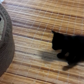 黒猫ちゃんとちゃこの画像