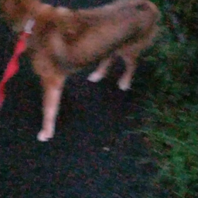 メイのお散歩動画(^o^)の画像