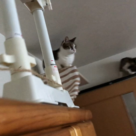 先住猫と新入り子猫の朝動画。今日のジム5本。の画像