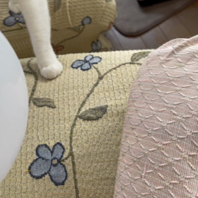 ハナちゃんvsゴマちゃんの画像