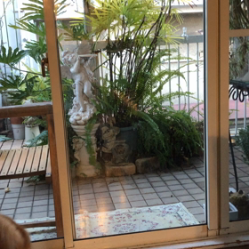 愛犬コムギの画像