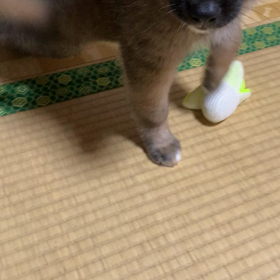 やっぱりおもちゃは、、、の画像