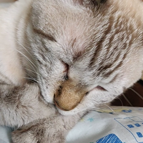 ごまだんごぺろぺろの画像