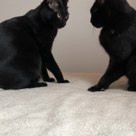 黒猫プロレスの画像