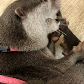 カワウソカフェの画像